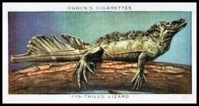 25 Fin tailed Lizard